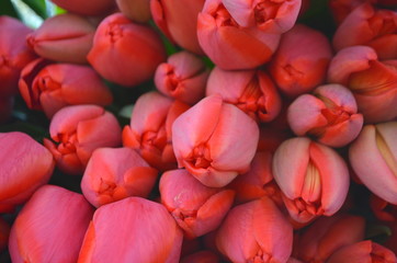Большой букет красных тюльпанов. Фон с тюльпанов