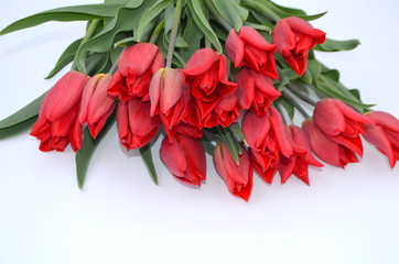 Красные разноцветные голландские тюльпаны на белом фоне