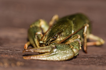 Raw crayfish with beer on wooden background