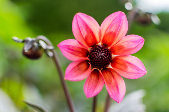 Pink and Orange Bloom 2