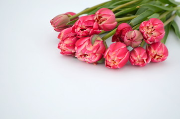 Tulip Columbus Terry Цвет: красный с белым краем Букет тюльпанов