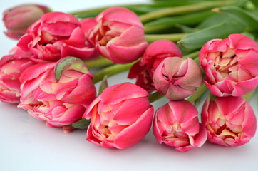 Tulip Columbus Terry Цвет: красный с белым краем Букет тюльпанов