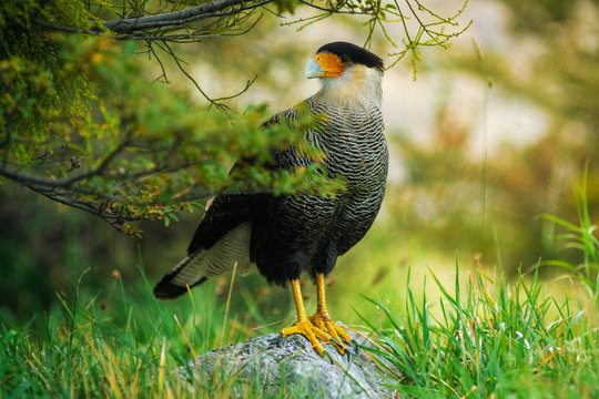 Bird of the Caracara in the Torres del Paine National Park. Autumn in Patagonia, the Chilean side