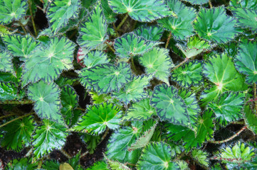 Begonia bowerae green foliage background