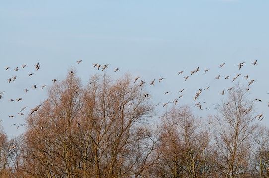 Wildgänse kommen