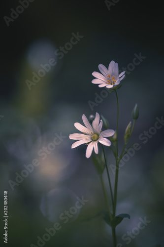 Stellaire Holostée Petite Fleur Blanche Sauvage Stock Photo