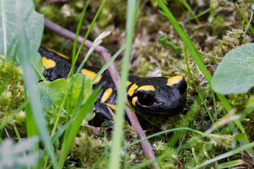 Fire salamander (Salamandra salamandra) in a nature