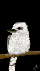 Kookaburra painting 