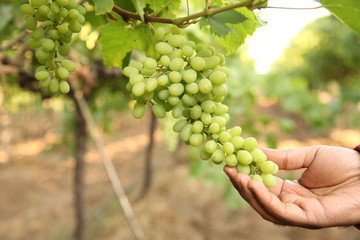 hand of farmer in September check and collects the selected grape bunches in India maharastra nasik...