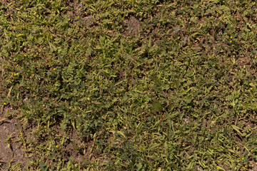 English Green Grass