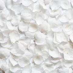 White petals of cherry blossoms. Top view