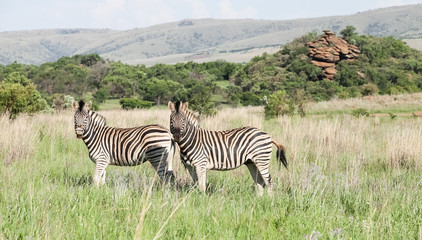 Obraz na płótnie Canvas Two African Zebras on the savannah Photographed on safari in a South African game reserve