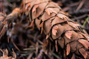 Brown spruce in the grass macro