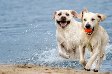 Labrador dog running in splashing water