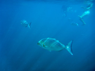 Puerto Vallarta Scuba and Snorkel