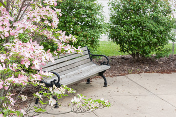 Pink dogwood flowers blooming on tree near a bench at a park.