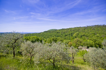 Fototapeta na wymiar Fields near Garda Lake, Italy