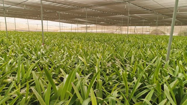 Aerial footage from inside a large greenhouse with flowers