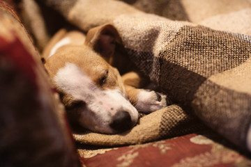 Puppy Stafford sleeping under the blanket