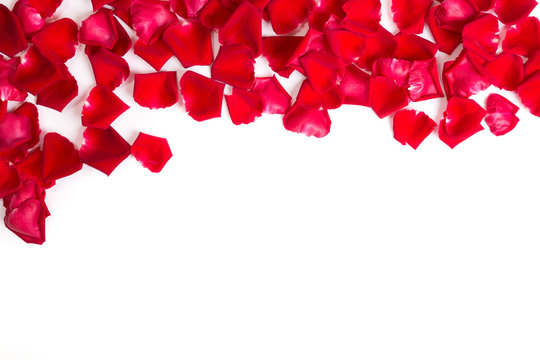 Red rose petals on white background.Valentines day background.