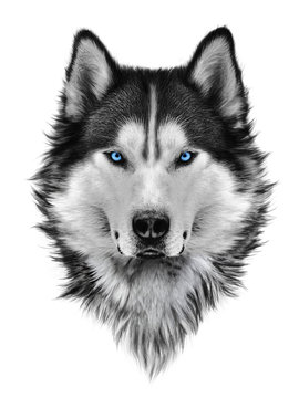 Siberian Husky Drawing Images – Browse 8,607 Stock Photos, Vectors, and  Video | Adobe Stock