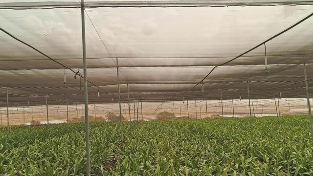 Aerial footage from inside a large greenhouse with flowers