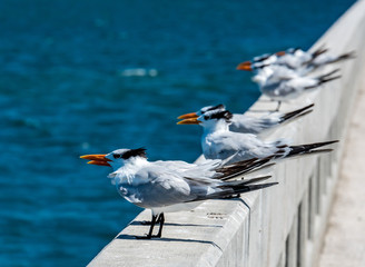 Florida Seagulls 