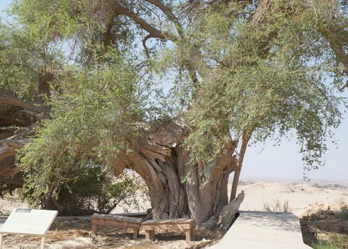 Ziziphus Spina-Christi 300 years old tree
