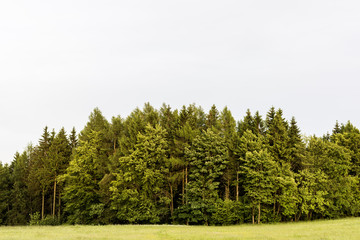 Wald und Wiese