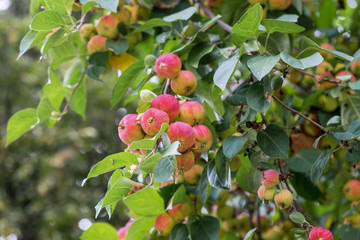 Red apples on a branch among green foliage
