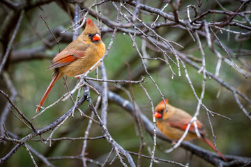 Female Cardinals Resting on Branches