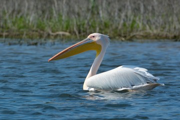 Fototapeta na wymiar White Pelican (Pelecanus onocrotalus)