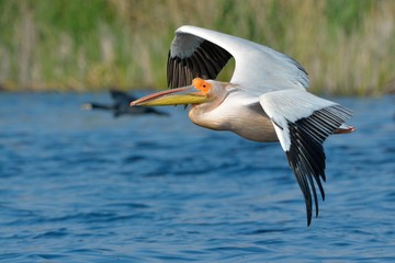 White Pelican (Pelecanus onocrotalus)