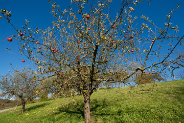 Fototapeta premium Apfelbaum