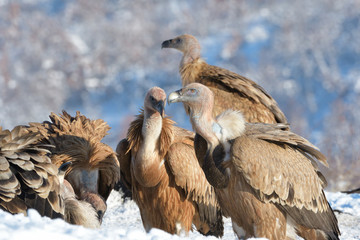 Griffon Vultures in Winter Landscape, into the Mountains