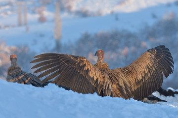 Griffon Vultures in Winter Landscape, into the Mountains