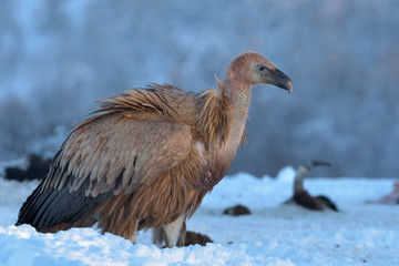 Griffon Vulture in Winter Landscape
