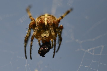 Spider