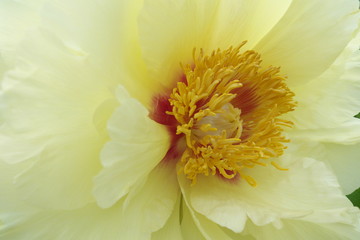 美しい黄色のシャクヤク - Beautiful yellow peony flower
