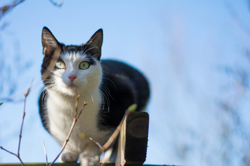 Black and white cat lurking high on trellis on blue sky background