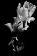 Tulips in the Spring