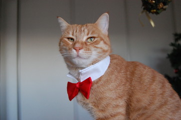 Chat roux sur son 31