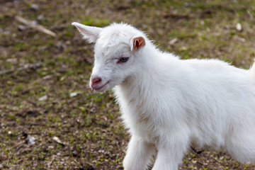 Naklejka na ściany i meble Newborn goat on the farmyard. Portrait of baby goat