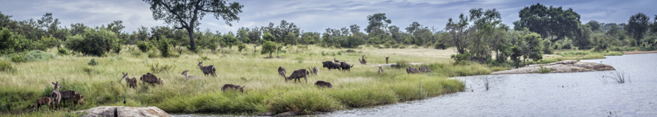 Naklejka na ściany i meble Panoramic view with wildlife in Kruger National park, South Africa