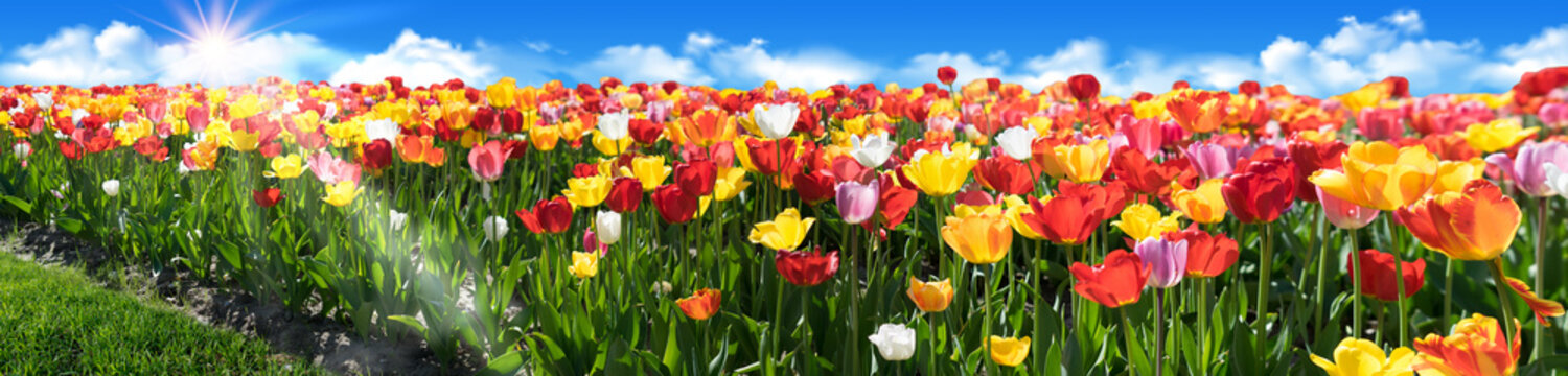 Tulpen im Fr&uuml;hling - Tulpenfeld Panorama - Gl&uuml;ck, Freude und Fr&uuml;hlingsgef&uuml;hle.