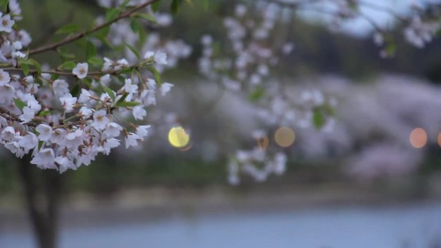 角館　武家屋敷　夜桜　ライトアップ　夕方