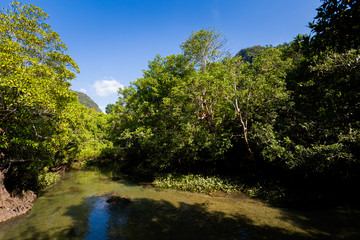 Fototapeta na wymiar Krabi Tha Pom mangrove reserve