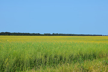 Close up field of rapeseed under clear blue sky