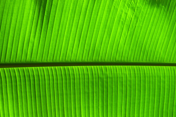 Extreme close up texture of green palm leaf veins
