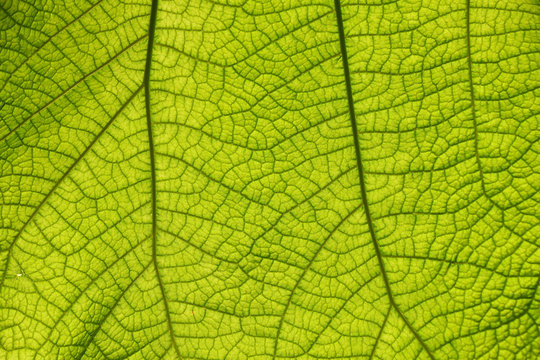 Extreme close up texture of green leaf veins © breakingthewalls